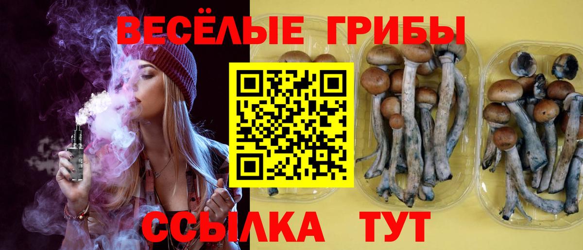 Галлюциногенные грибы Psilocybe Саяногорск